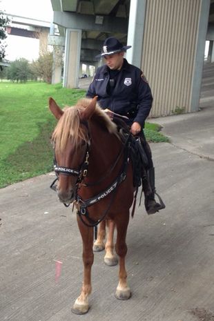 Charlotte A HPD Patrol Horse Lost Her Life On The Duty Line